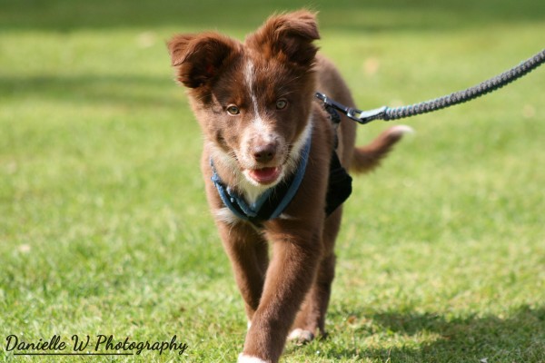 Private Puppy Lessons & Private Dog Lessons Surrey