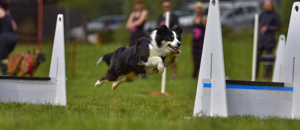Flyball Training in Banstead, Surrey
