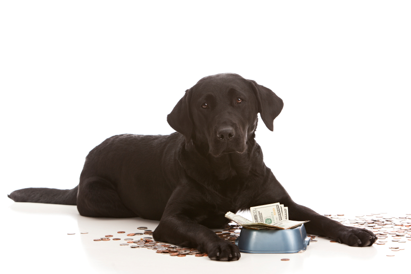 dog expenses - iStock_000063558875_Small