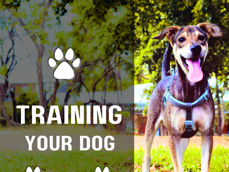 The Benefits of Online Dog Training 