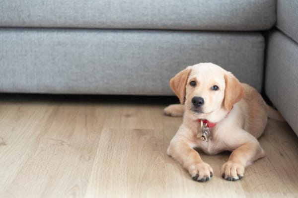 Teaching Your Dog Or Puppy To Settle