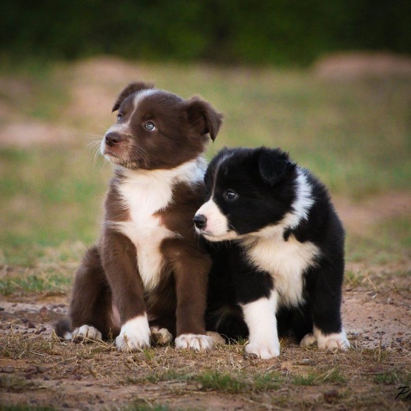 Puppy Perfection Class