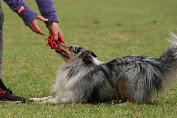 Play and Fetch Mastery
