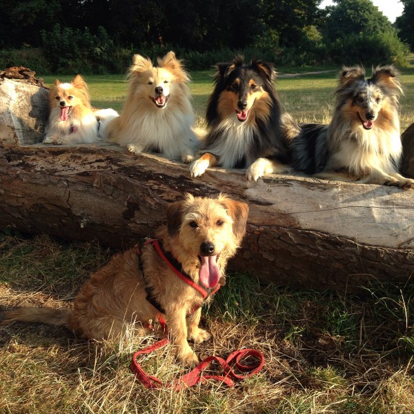 Adult Dog Training Walks in Epsom, Surrey
