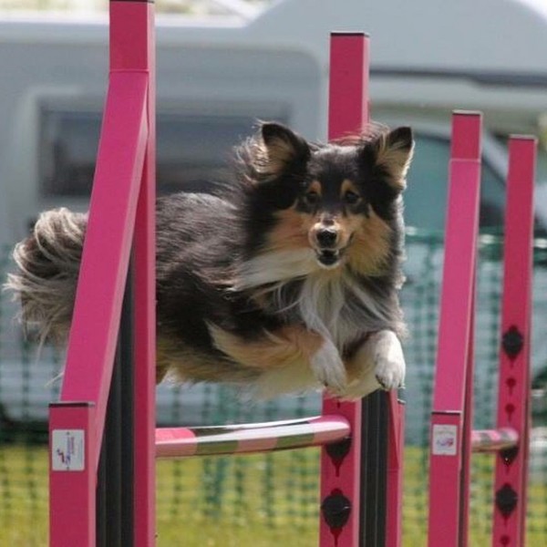 Dog Agility Training in Banstead, Surrey
