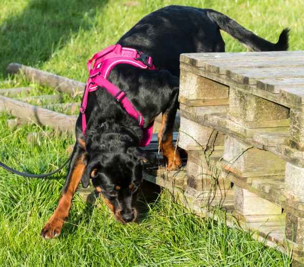 Scent-sational Dogs