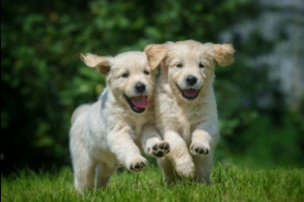 Puppy Kindergarten