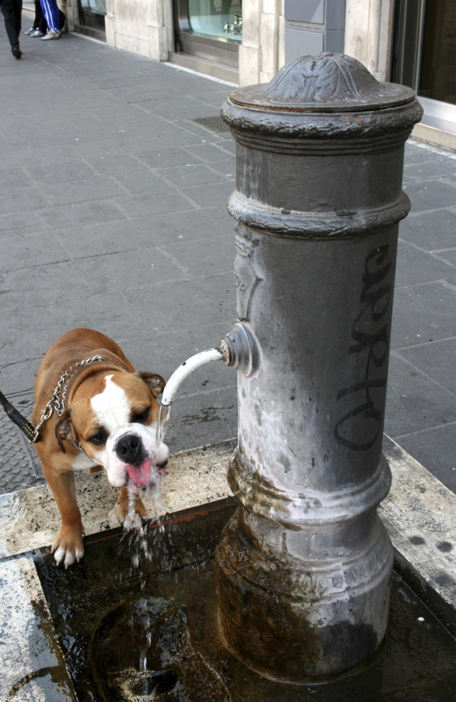 Dog Drinking From Hydrant - iStock_000006176006_Medium