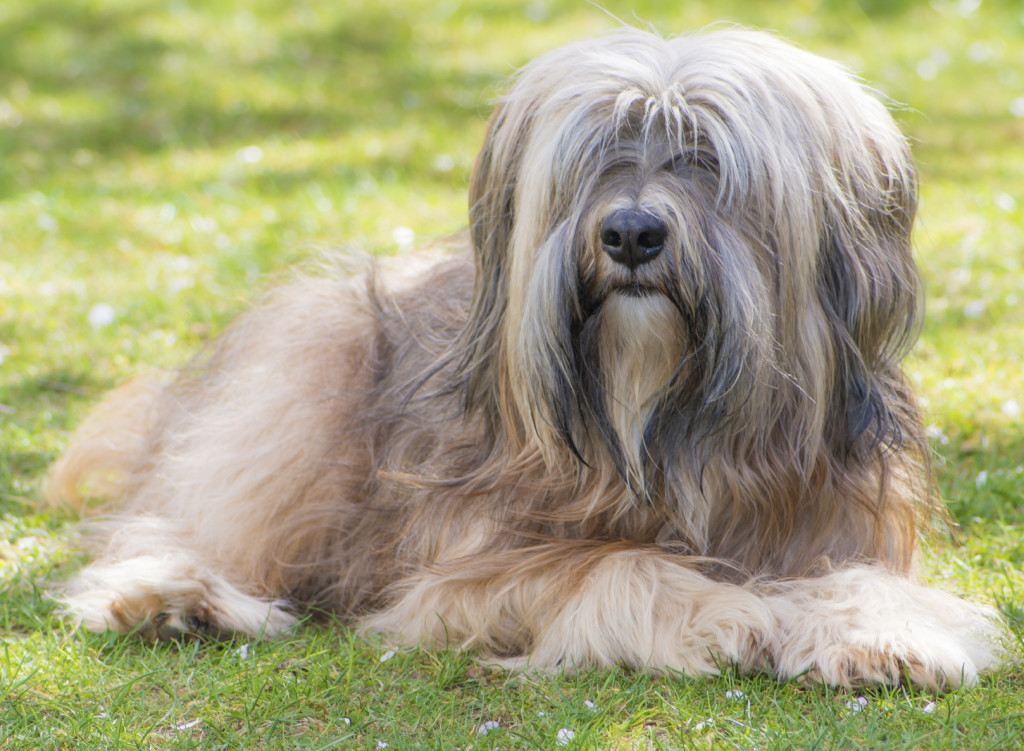 Male Tibetan Terrier Dog