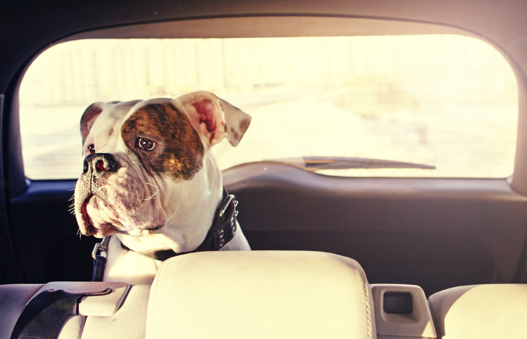 Dog in the car