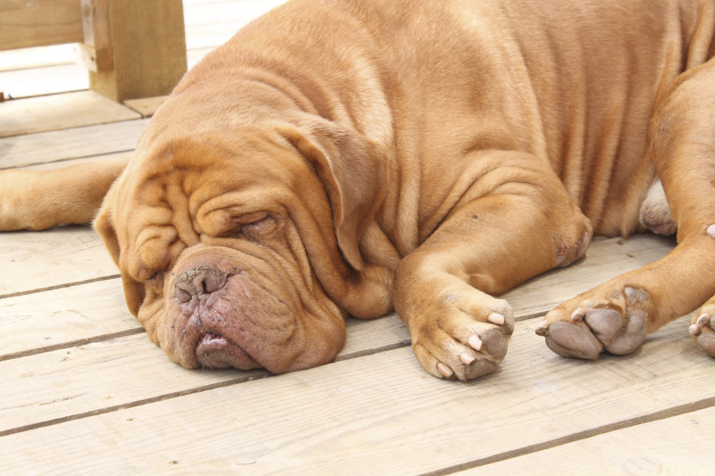 Sleeping Mastiff - iStock_000055284220_Medium