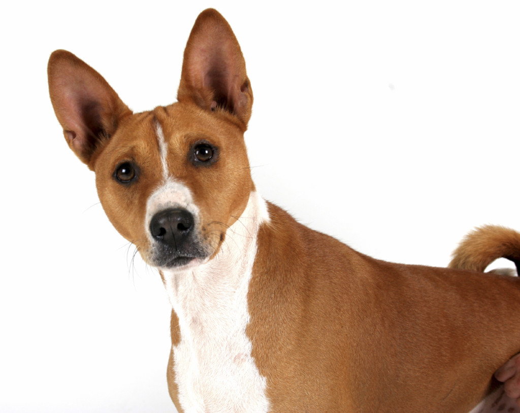 Basenji - iStock_000006888336_Medium