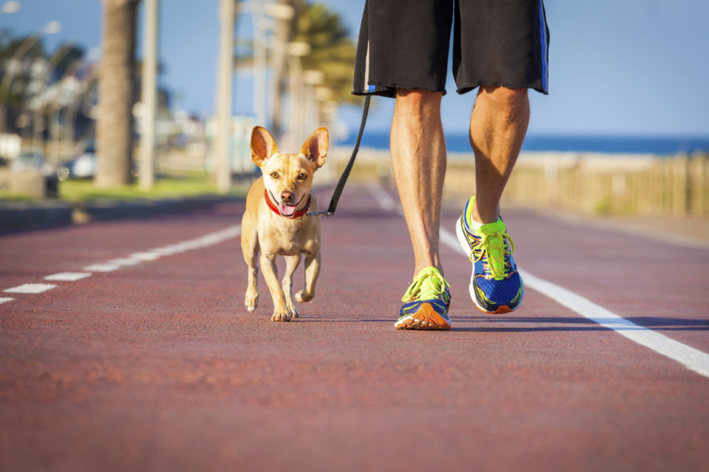 Dog and owner walking