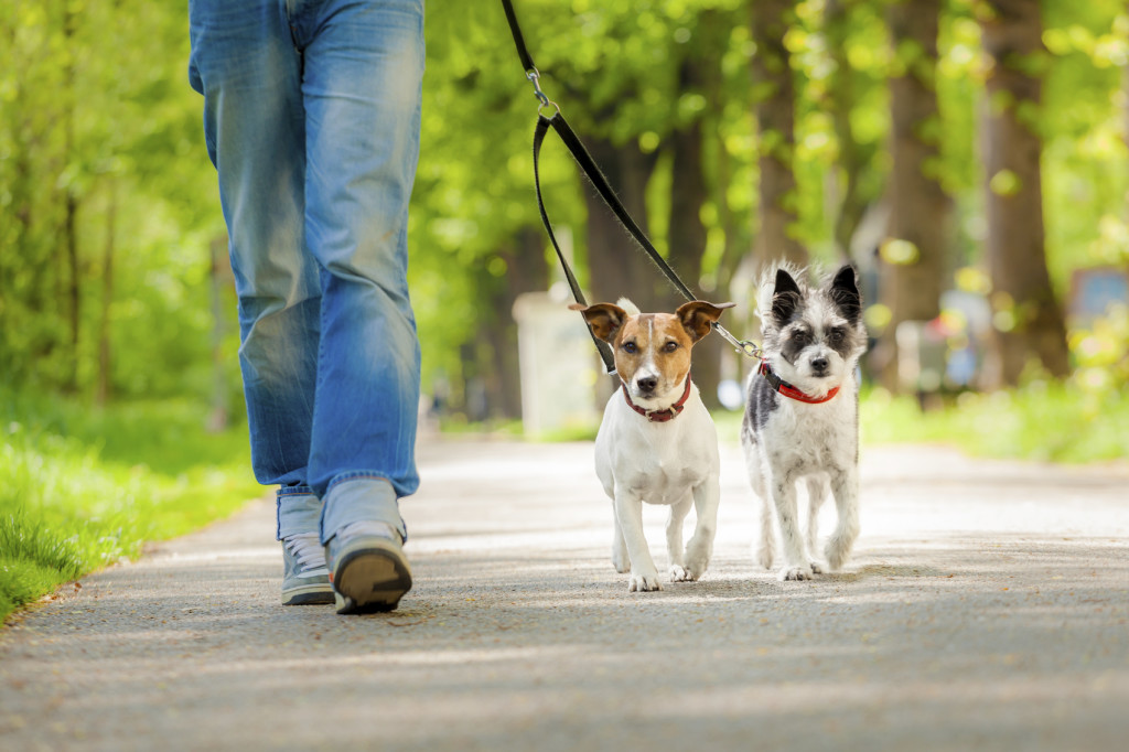 dogs going for a walk