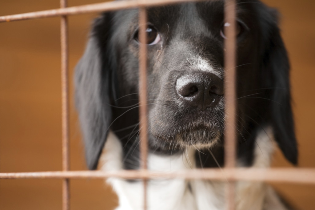 dog behind bars