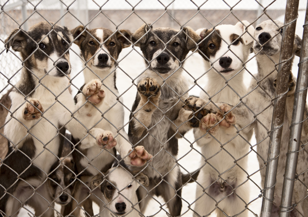 Puppies behind fence