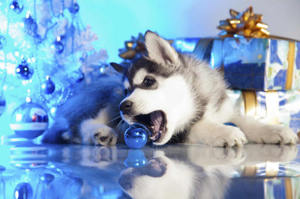 christmas puppy iStock_000021856958_Medium