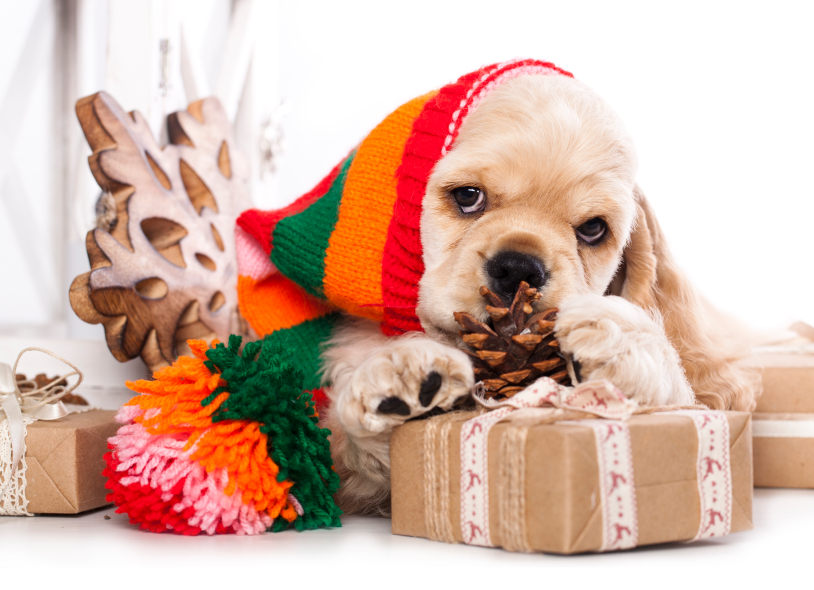 puppy Cocker and gift box iStock_000053040046_Small