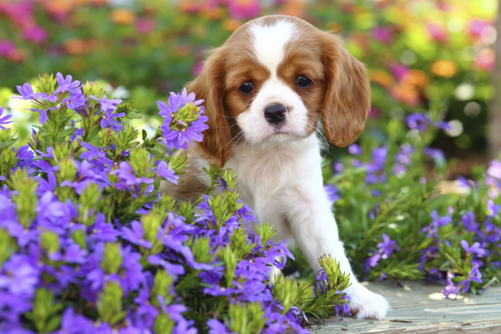 King Charles Spaniel - iStock_000045295172_Medium