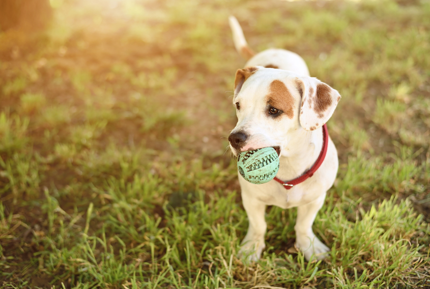 American staffordshire terrier dog