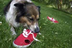 dog chewing a shoe iStock_000001833351_Medium