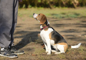 Photo of a Beagle dog