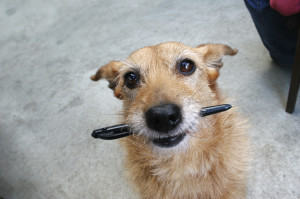 dog with a pen iStock_000002057103_Medium