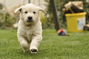 Golden retriever puppy run from front view