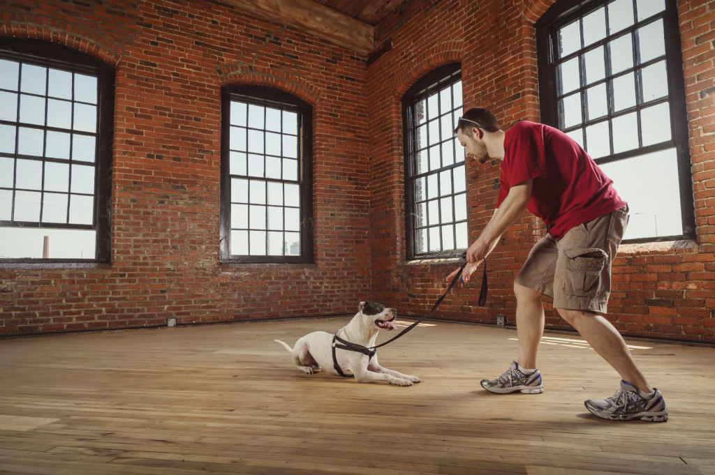 indoor dog training iStock_000020595608_Medium