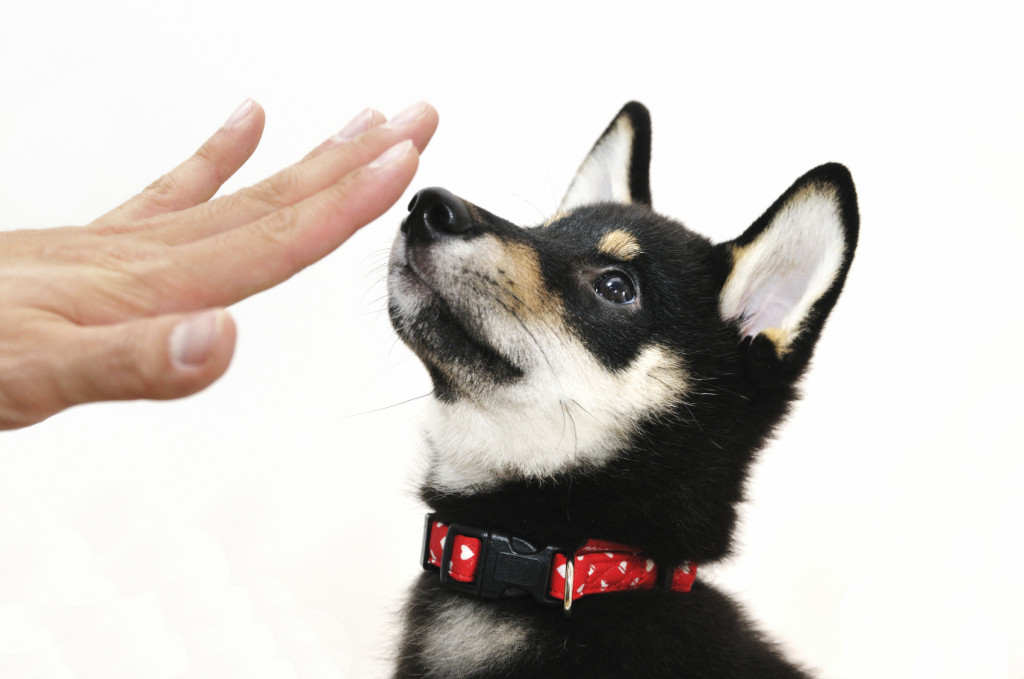 puppy and hand iStock_000080340271_Medium