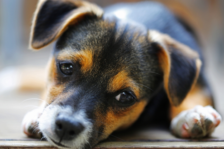 Dog Jack Russell crossed with Mini Fox Terrier puppy iStock_000047857864_Small