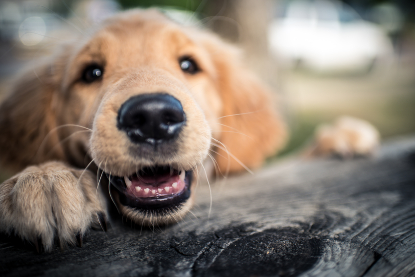 Happy Dog