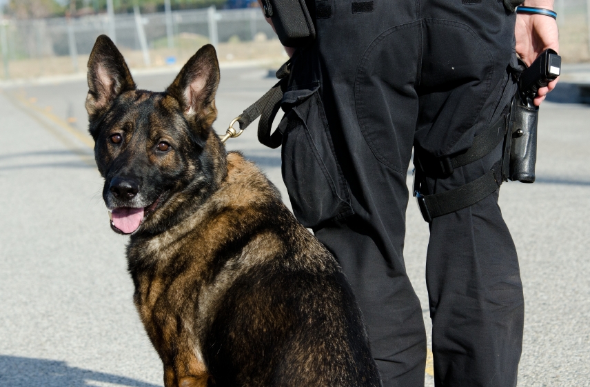 Police Dog in Dogs iStock_000024146290_Small