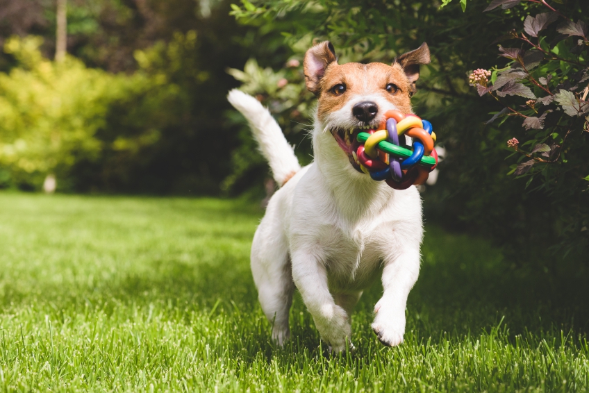 Terrier with ball iStock_000069216437_Small