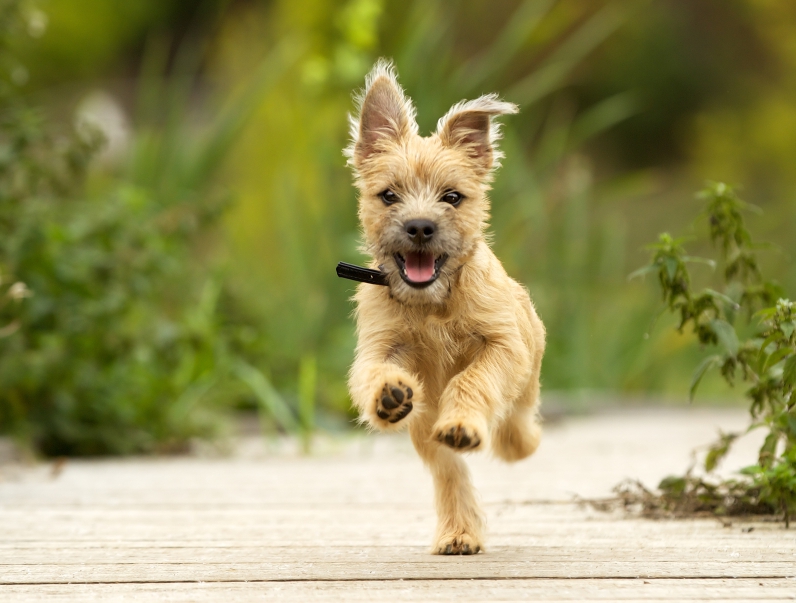 Happy Puppy