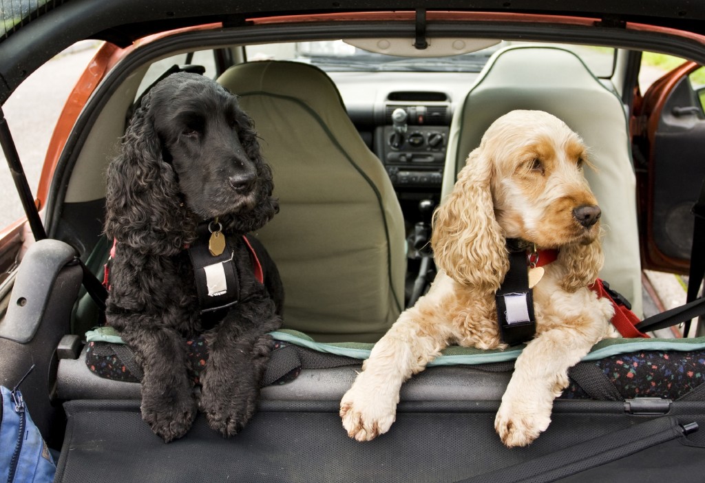 Dogs in Car