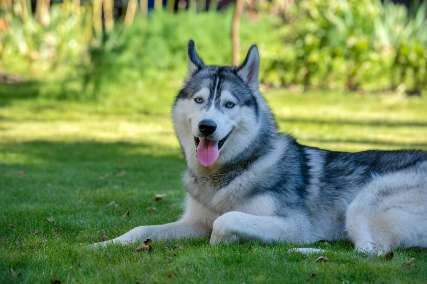 Siberian Husky. The Siberian Husky rests on the grass