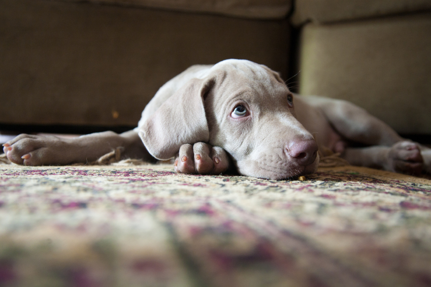 Weimaraner puppy iStock_000013849732_Small