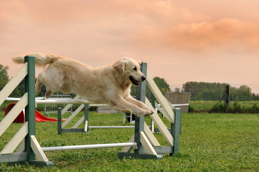 golden retriever in agility