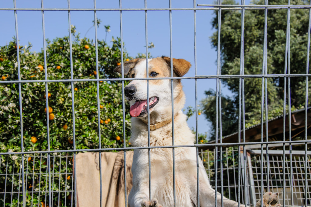Closeup of a dog looking through the bars