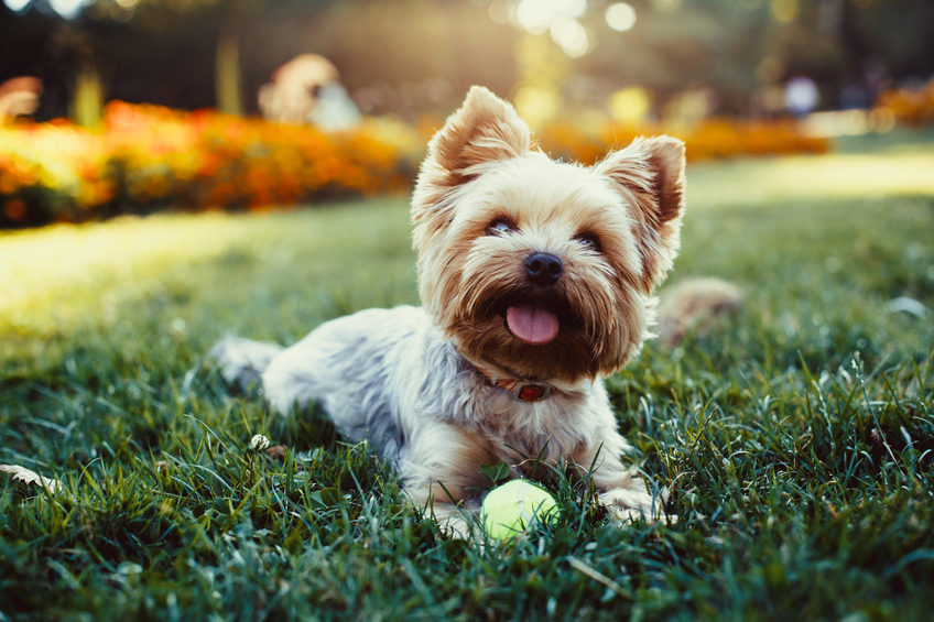 Beautiful yorkshire terrier playing with a ball on a grass