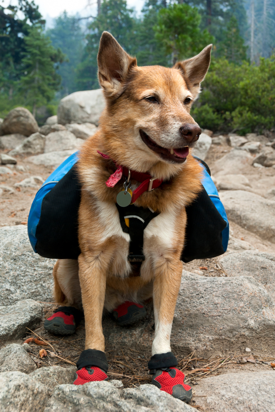 Backpacking Dog