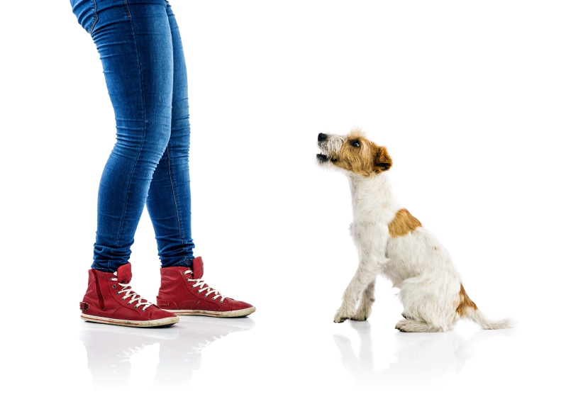 dog-sitting-istock_000051382692_small