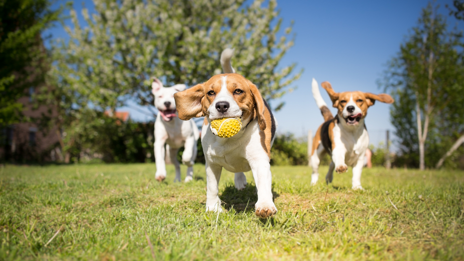 Dogs Playing in Park