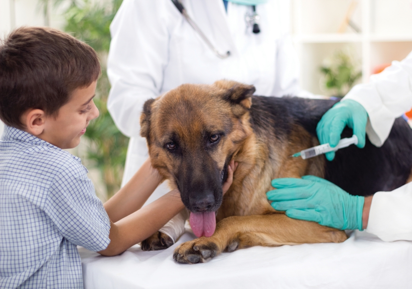 Dog at the Vet