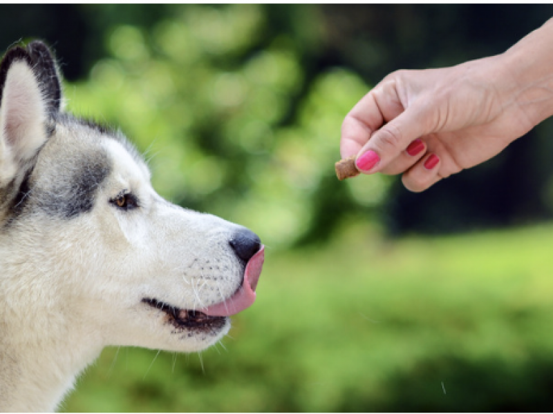 The Science Behind Hand Feeding: Why This Simple Practice Transforms Dog Behaviour