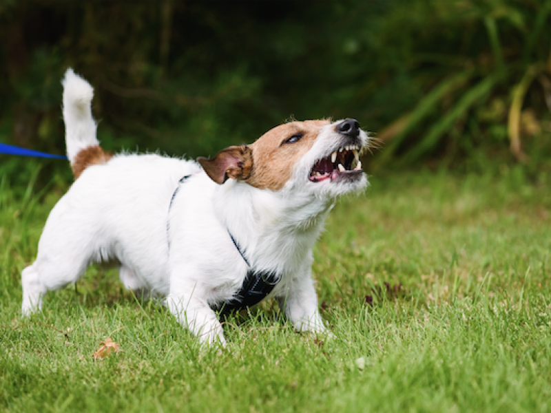 3 Simple Games to Transform Walks With Your Reactive Dog