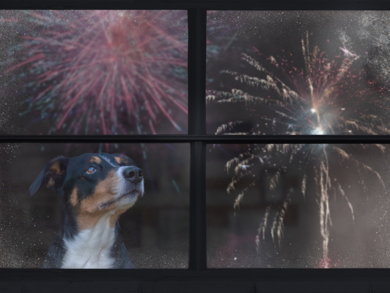 How to help dogs avoid fireworks anxiety next year