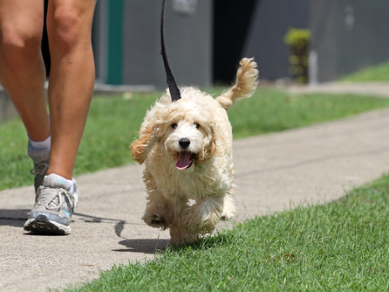 Proofing Your Dog’s Behaviour So They Listen Anytime, Anywhere