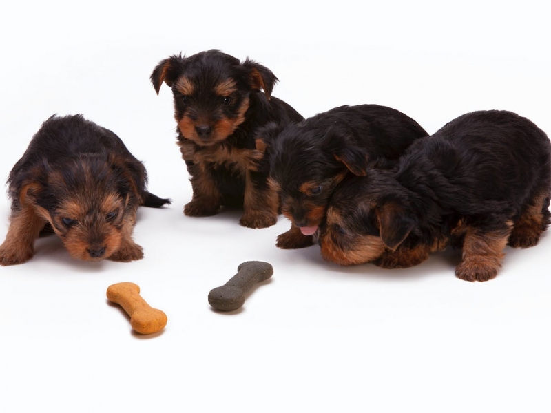 What Are the Best Treats for Dog Training?  